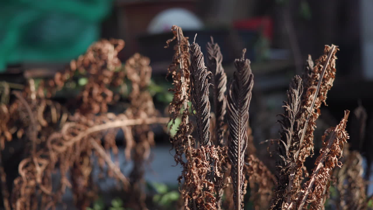 Close-up of Dried Fern Fronds