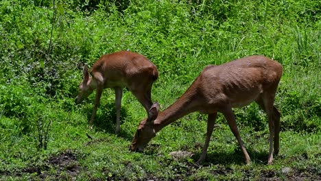 El-Ciervo-Del-Campo-Es-Una-Especie-En-Peligro-De-Extinción-Debido-A-La-Pérdida-De-Hábitat-Y-La-Caza