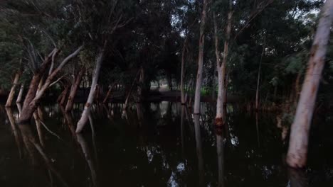 Entrando-Y-Moviéndose-A-Través-Del-Arco-De-árboles-Con-Troncos-Hundidos-En-El-Agua-Oscura-Del-Lago