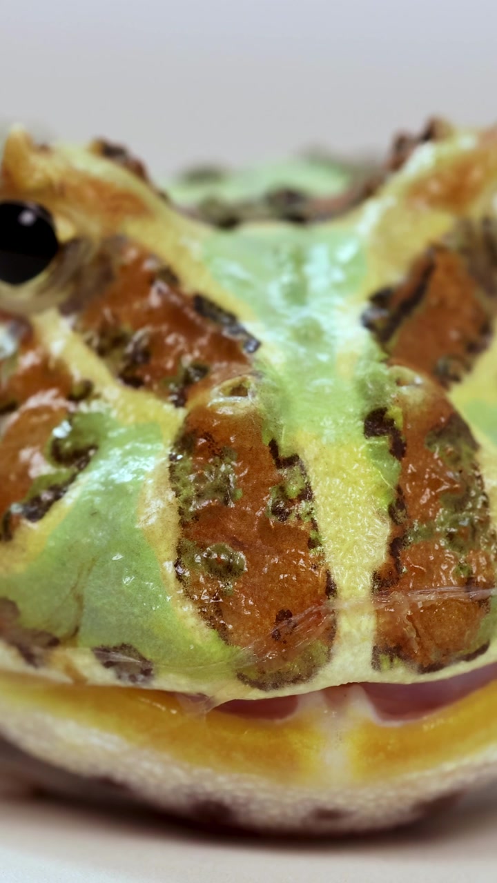Una rana cornuta è mostrata in primo piano, evidenziando i suoi colori vivaci e le sue texture in un ambiente ben illuminato.