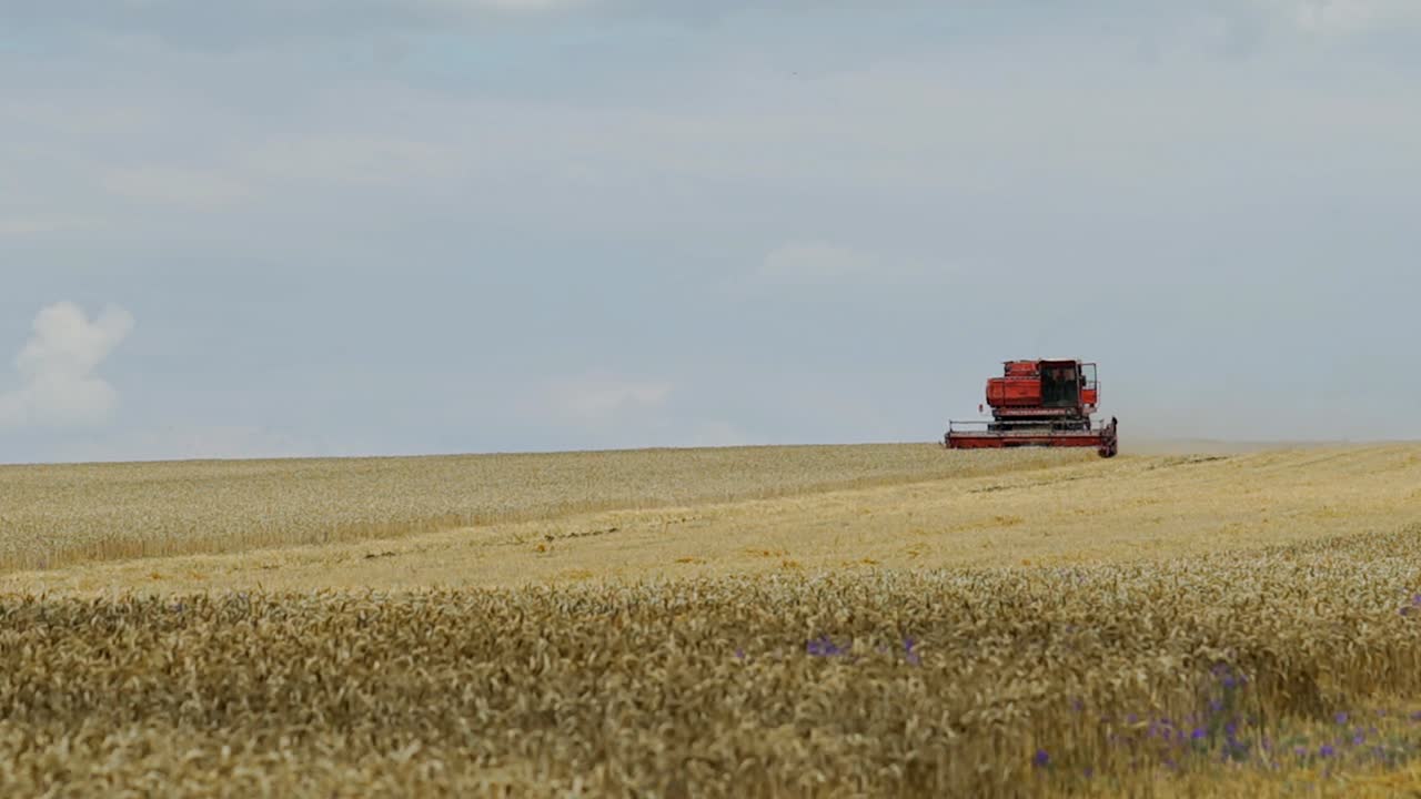 Vehnäpelto sadonkorjuuaikaan. Leikkuupuimuri työskentelee pellolla.