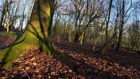 FPV-drone-flying-through-glowing-sunrise-woodland-forest-trees-searching-autumn-seasonal-terrain