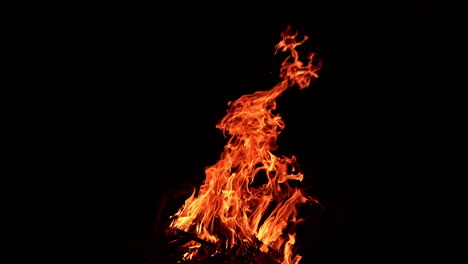 campfire rising up in the darkness. beautiful fire flames going up quickly.
