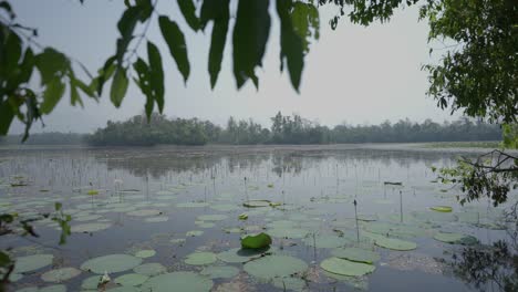 Flores-De-Loto-En-El-Lago