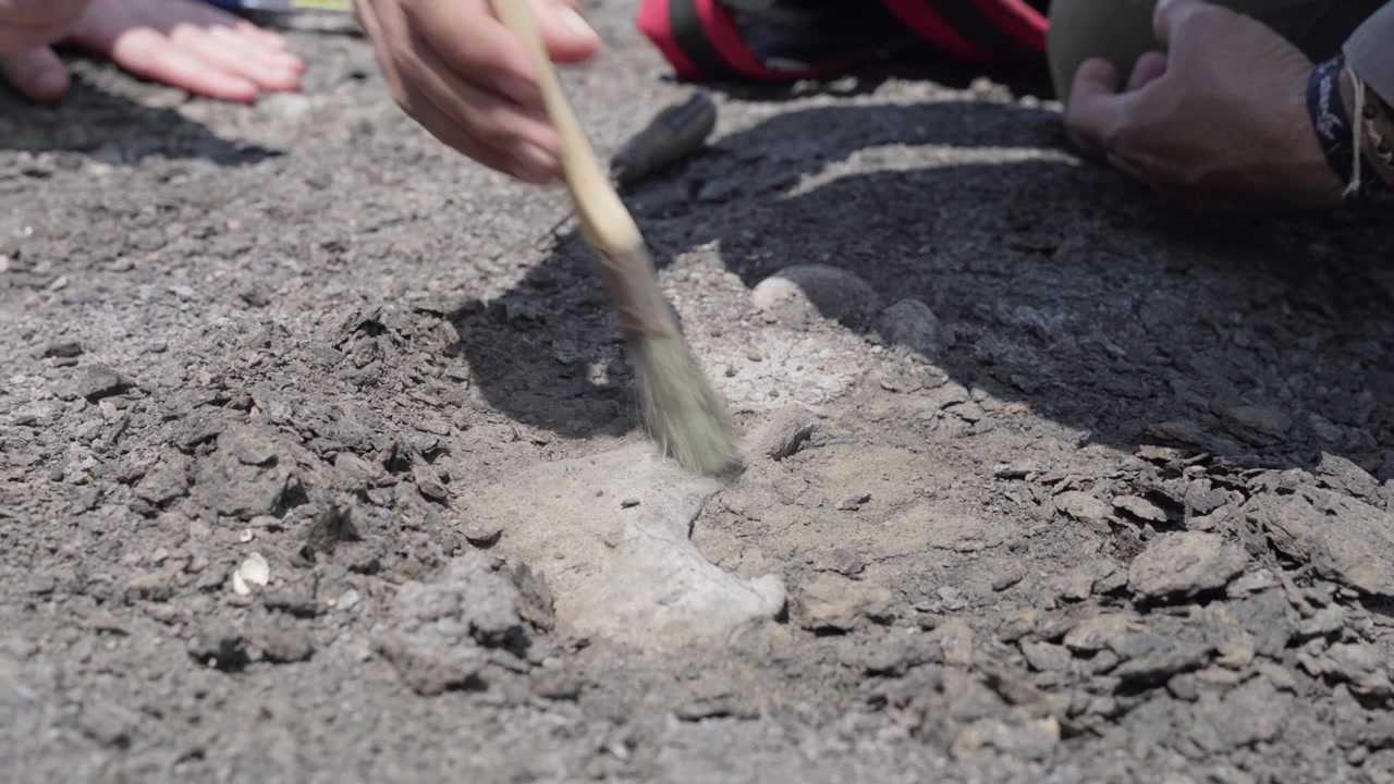 Paleontologist using a brush to carefully excavate a fossil bone of a giant sloth.