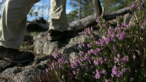 Excursionista-En-El-Bosque-Salvaje-Pasando-Por-Flores-Violetas-Y-árboles-Caídos