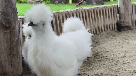 pollos blancos peludos en un jardín