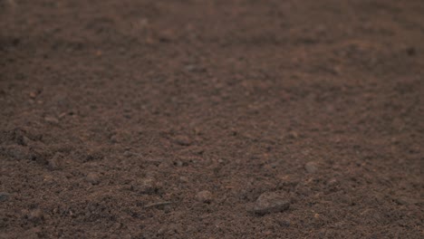 raking fertile composted soil close up