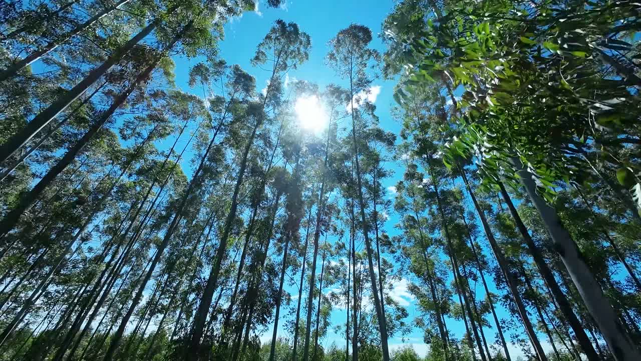 bosque de eucaliptos en mococa en são paulo, brasil