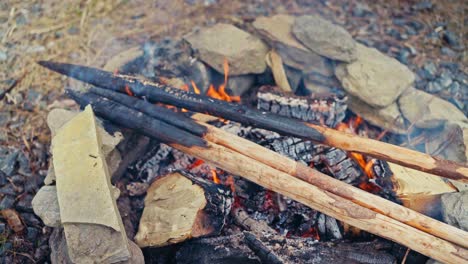 charring woods in the forest - close up