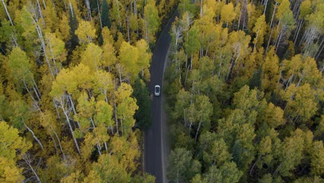 car drives on a black road between trees in yellow autumn colors