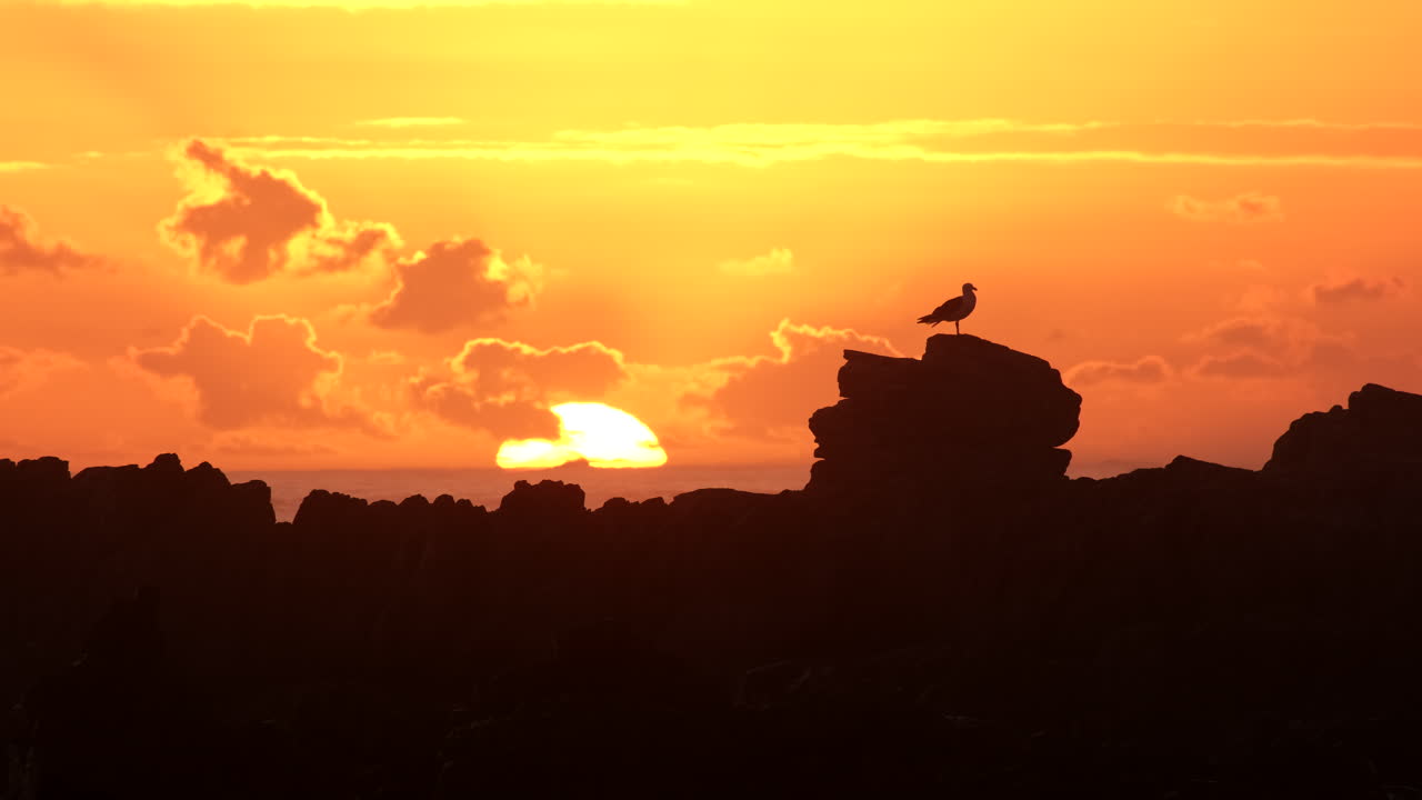 Yellow sun sets over ocean horizon with silhouette of yawning seagull on rocks