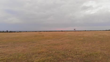 un juego de conducción-safari a través de ol pejeta, kenia