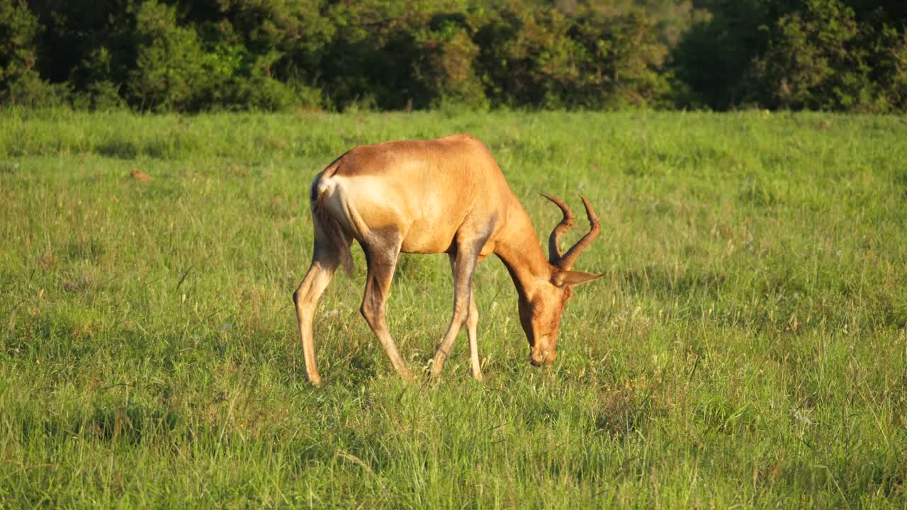 cámara en cámara lenta moviéndose alrededor de hartebeest rojo pastando en exuberantes praderas del parque de elefantes addo, sudáfrica