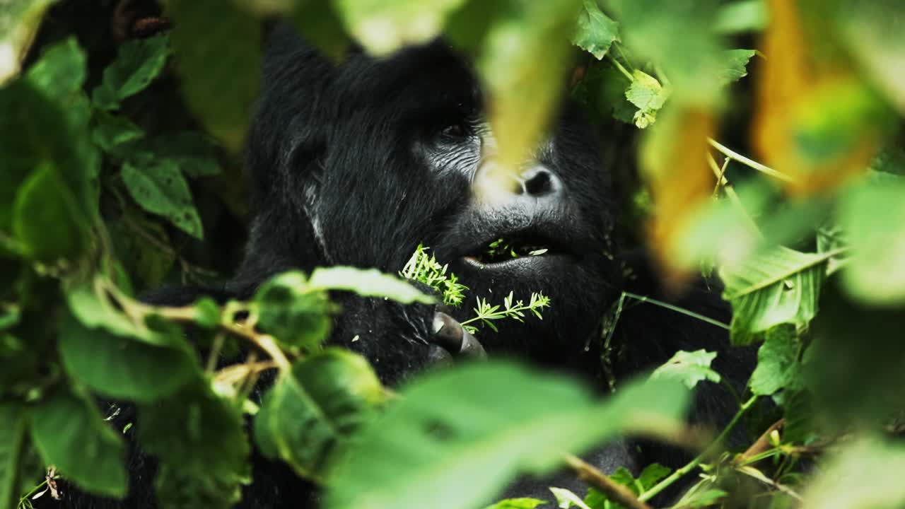 Gorilla silverback maschio in via di estinzione mangia vegetazione forestale.