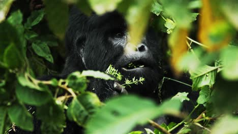 Der-Vom-Aussterben-Bedrohte-Männliche-Silberrücken-Gorilla-Frisst-Waldvegetation