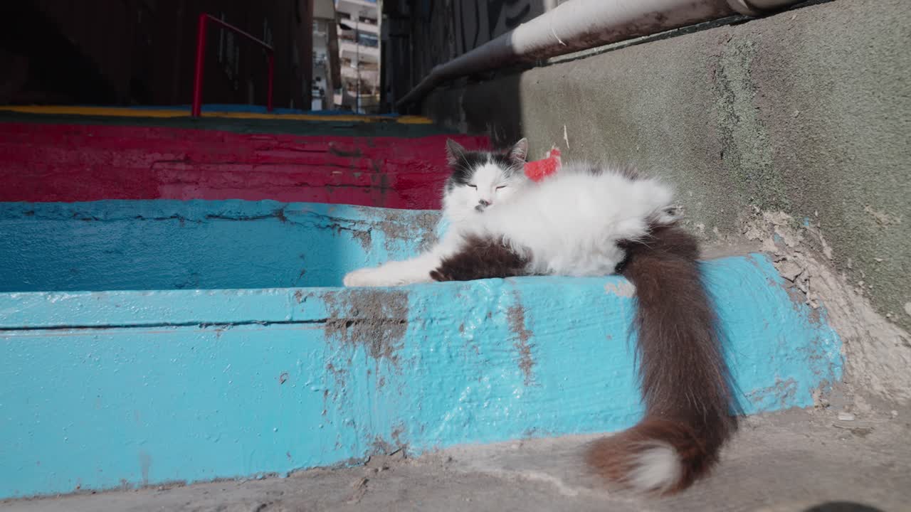 Black and White Cat Resting on Colorful Steps