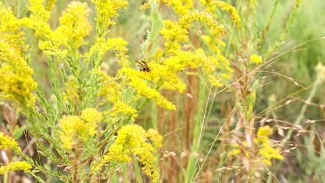 this is a video of a paper wasp on yellow flowers