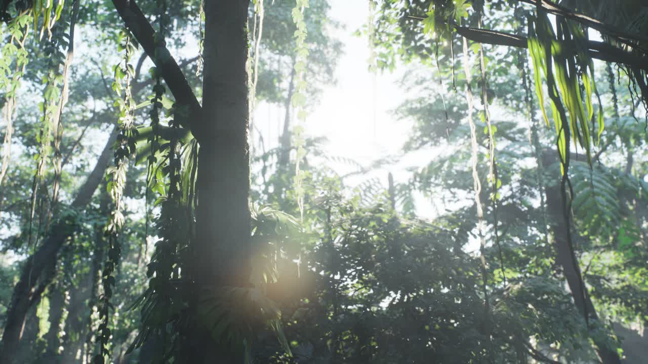 안개 속에 있는 안개 속의 정글 우림