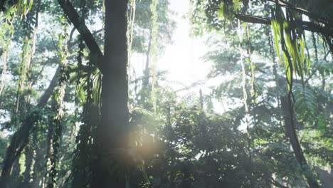 selva lluviosa brumosa en la niebla