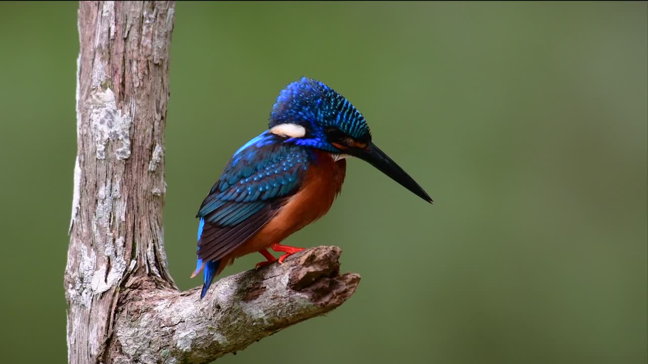 el martín pescador de orejas azules es un pequeño martín pescador que se encuentra en tailandia y es buscado por los fotógrafos de aves debido a sus hermosas orejas azules, ya que es una pequeña, linda y esponjosa bola de plumas azules de un pájaro