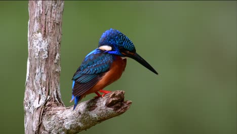 El-Martín-Pescador-De-Orejas-Azules-Es-Un-Pequeño-Martín-Pescador-Que-Se-Encuentra-En-Tailandia-Y-Es-Buscado-Por-Los-Fotógrafos-De-Aves-Debido-A-Sus-Hermosas-Orejas-Azules,-Ya-Que-Es-Una-Pequeña,-Linda-Y-Esponjosa-Bola-De-Plumas-Azules-De-Un-Pájaro