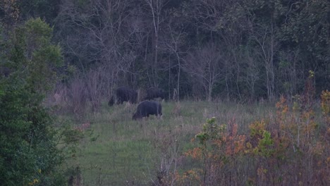 cuatro individuos moviéndose hacia la izquierda y luego sale otro para unirse más un ternero por la derecha, gaur bos gaurus khao yai, tailandia