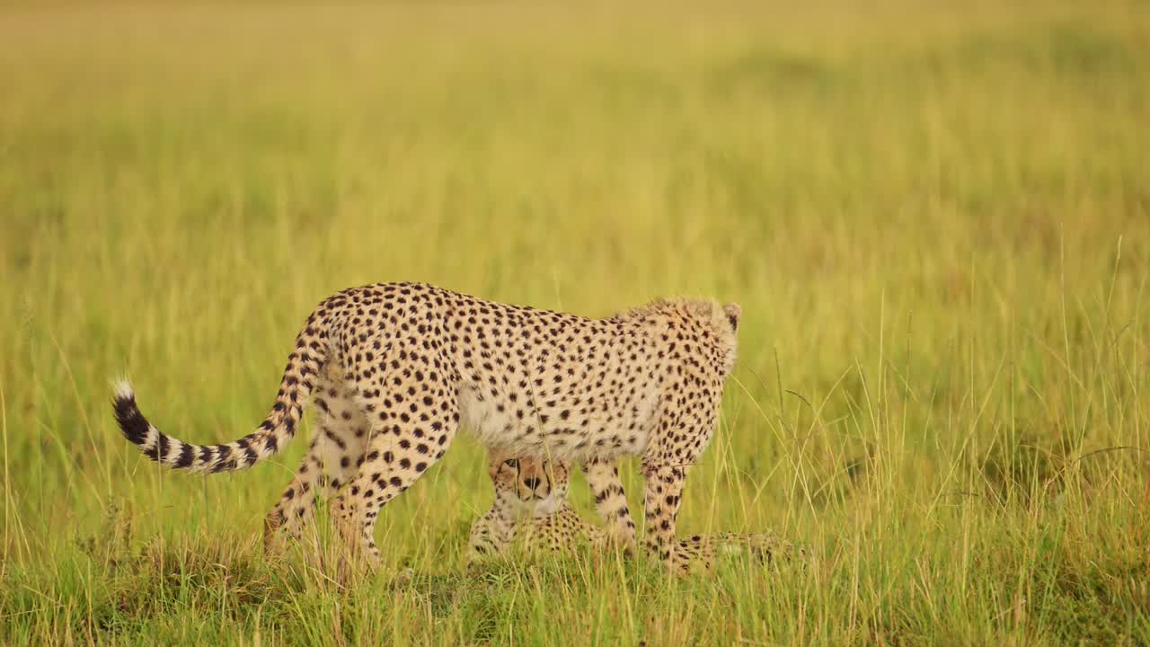 el guepardo vigilando las llanuras vacías en busca de comida, la lluvia lloviendo sobre el exuberante paisaje de la reserva masai mara norte, la vida silvestre africana en la reserva nacional masai mara