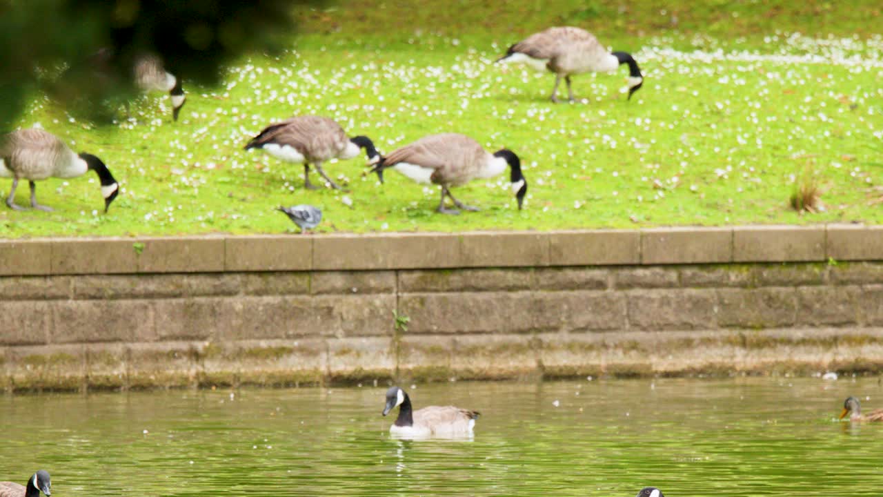 Canada geese and ducks graze and swim by a lakeside wall in bright daylight