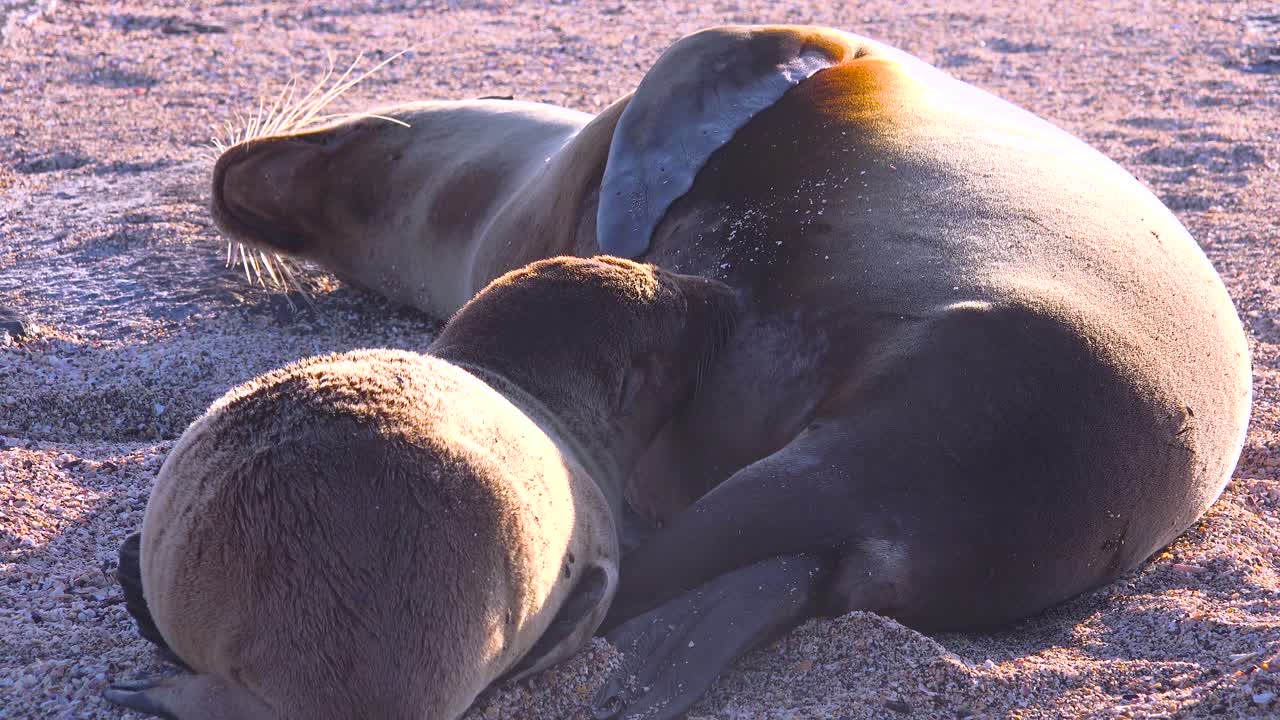 갈라파고스 제도의 해변에서 어미에게서 젖을 먹고 있는 아기 바다사자 1