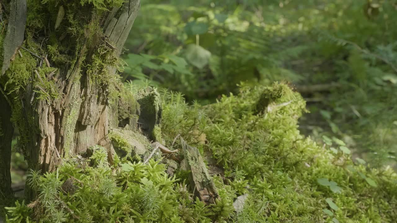tronco de árbol cubierto de musgo en el bosque