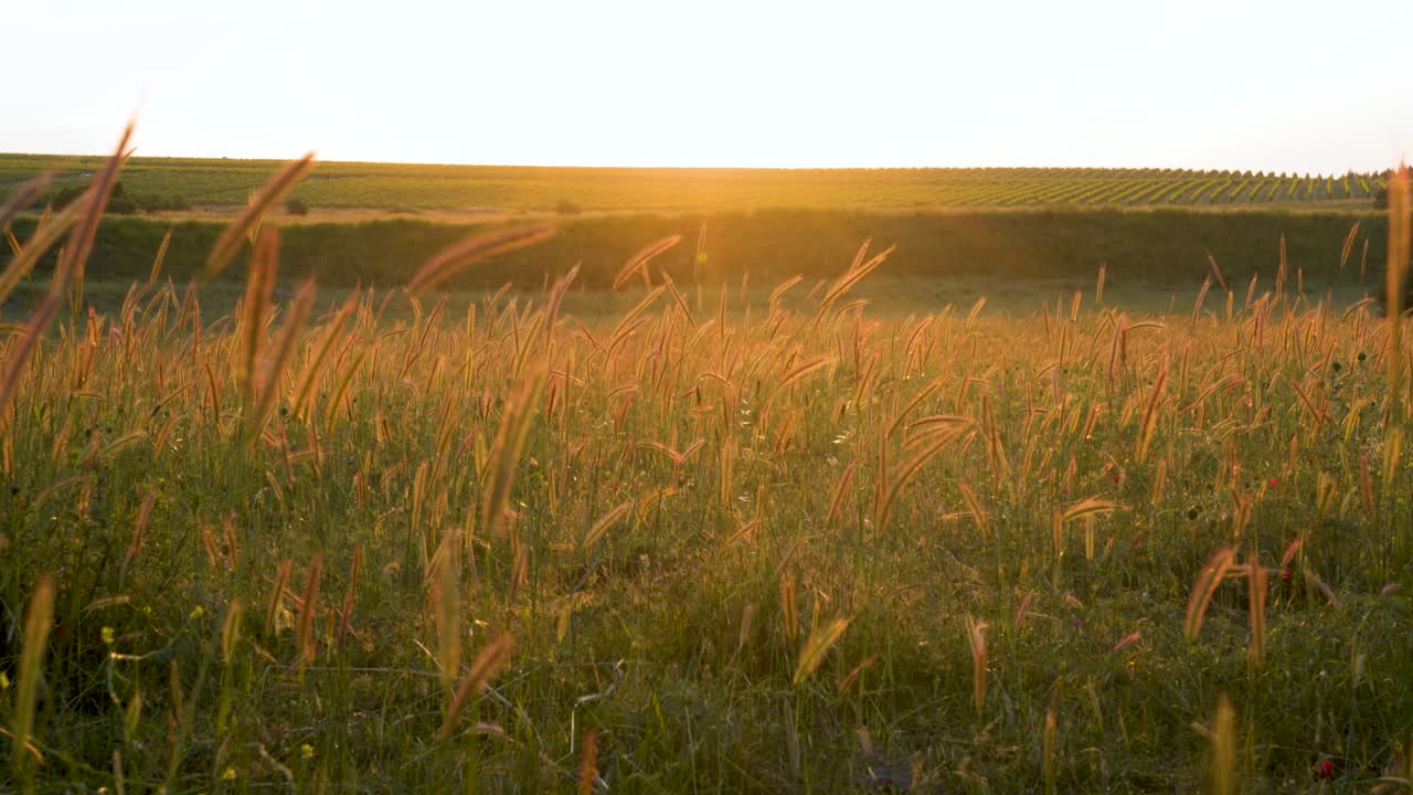 Wheatfield, ears of wheat swaying from the gentle wind