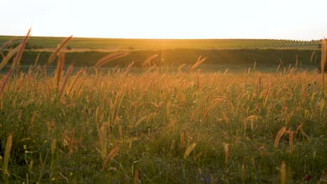 Campo-De-Trigo,-Espigas-De-Trigo-Que-Se-Mecen-Con-El-Viento-Suave