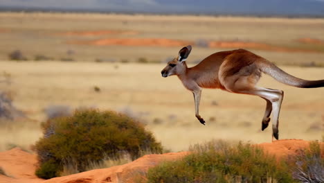 kangaroo hopping in the australian outback