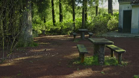 azores: aves pequeñas que se alimentan cerca de la zona de picnic en el parque forestal de canário
