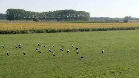 flying over a green field full of birds