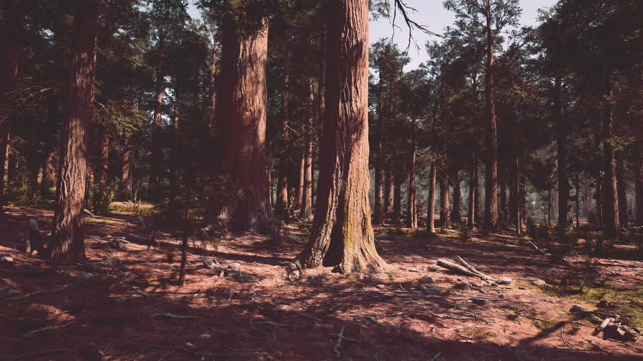 Alti alberi in una foresta