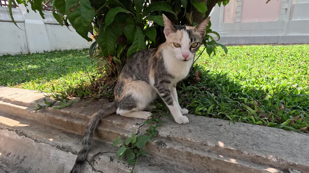 고양이는 움직이고 주변을 관찰합니다.