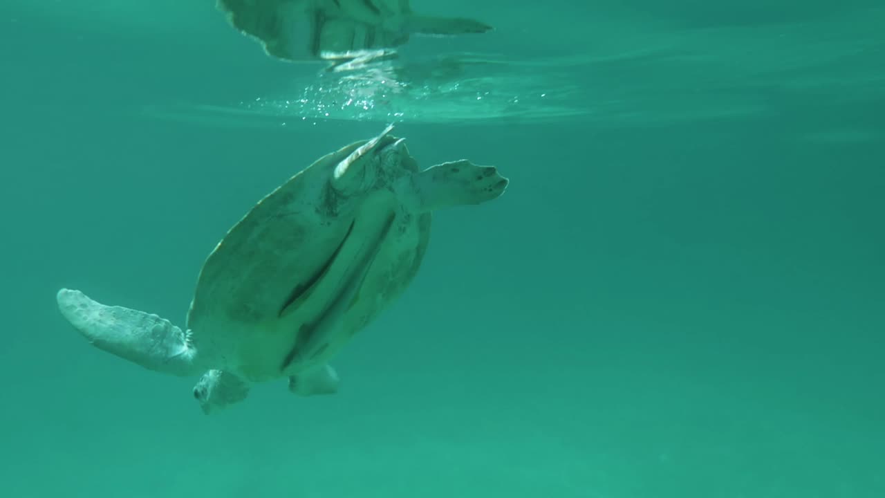 swimming with a big sea turtle - Philippines, Port Barton - German Island - turtle point