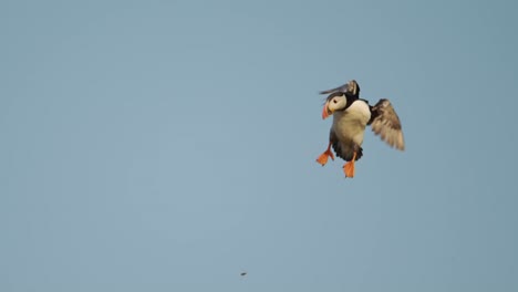 slow motion puffin flying and landing on the ground at its burrow, atlantic puffin in flight in slow motion on skomer island