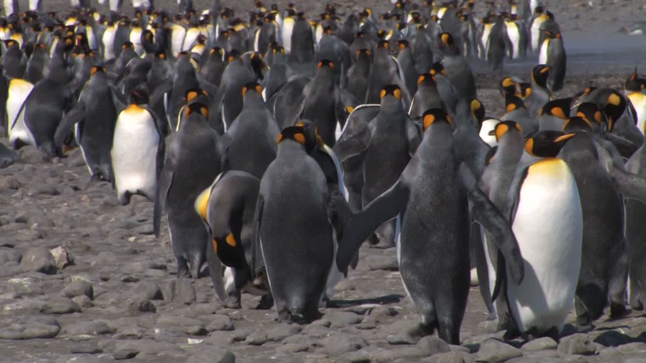 gran colonia de pingüinos emperador en la playa