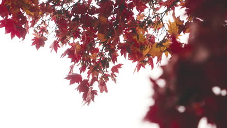 japanese autumn foliage