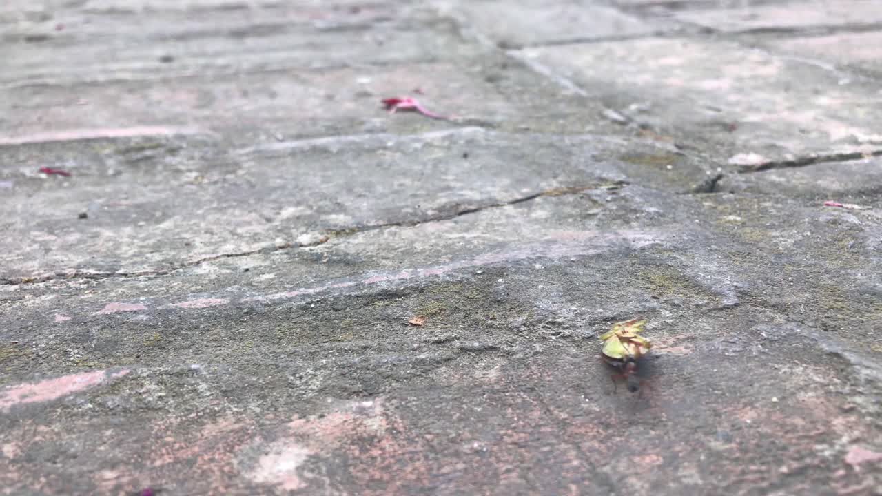 Closeup side view of hardworking black ant pulling dead stink bug backwards on grey brick pavement in 4k