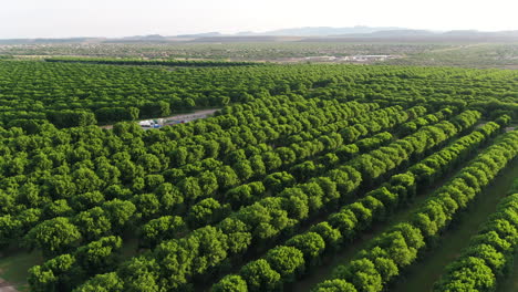 ascending drone video over pecan groves in sahuarita, arizona at sunset