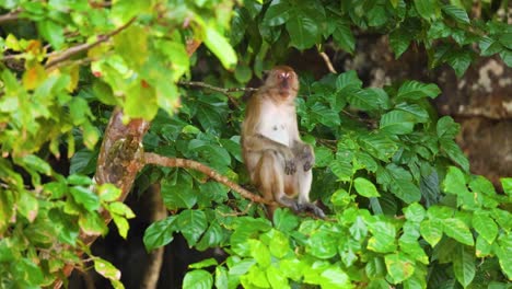 monkey sitting on a branch in lush greenery