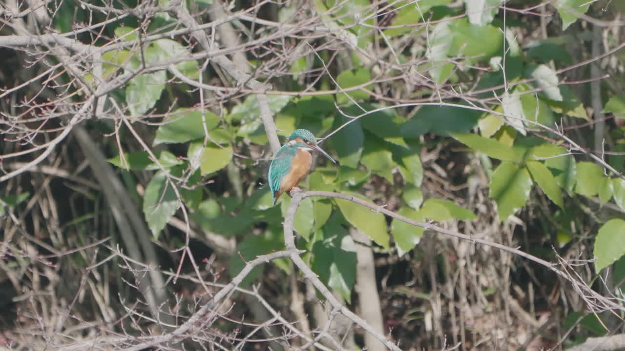 vista lateral de un martín pescador común descansando en una rama de árbol en el bosque en tokio, japón - tiro de ángulo bajo