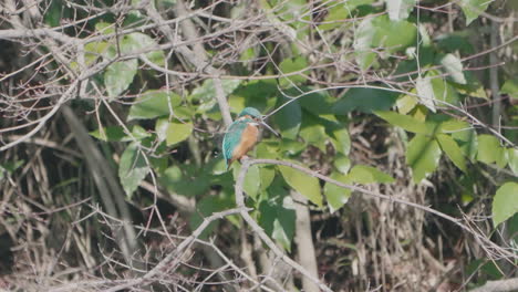 side view of a common kingfisher resting on a tree branch in the woods in tokyo, japan - low angle shot