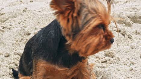 small yorkshire terrier on a sandy beach