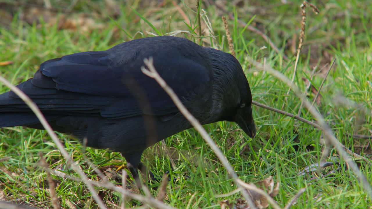 Corvo, cornacchia o taccola eurasiatica nera, uccello che cerca cibo nell'erba in una giornata di sole, fauna selvatica, natura, primo piano del paesaggio.