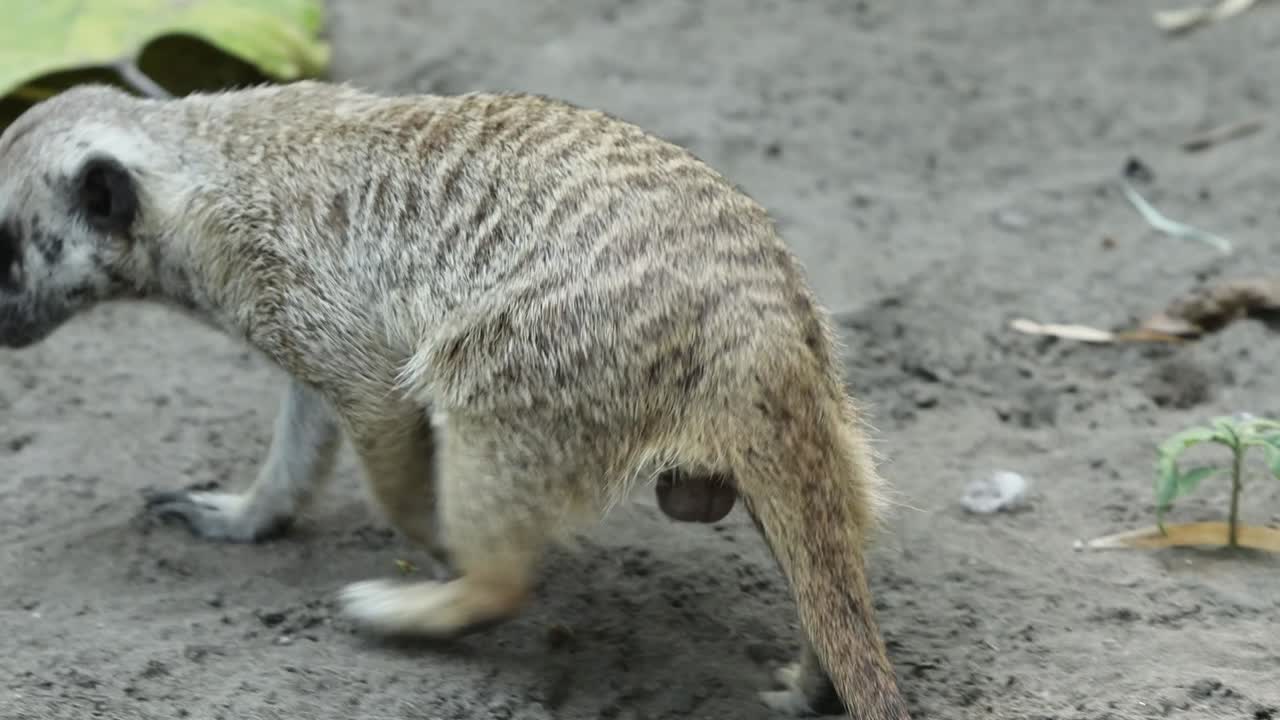 Meerkat Roaming Across Sandy Ground in Natural Habitat